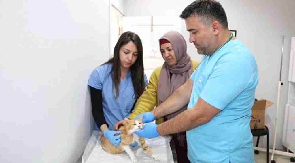 Bu kadar iğrençlik olamaz, kimliği belirsiz kişiler kediye tecavüz etti