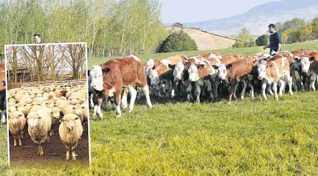 Ucuz etin formülü tombul dana EKONOMİ Haber16