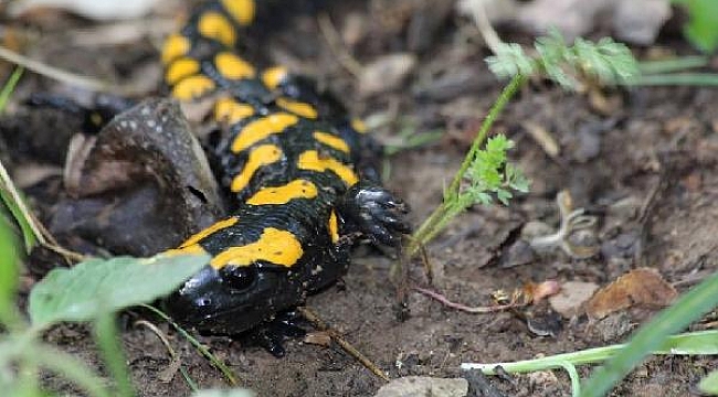 Nesli tükenmekte olan 'Semender' Toros Dağları eteklerinde görüldü