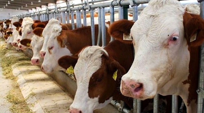 Et ve Süt Kurumu, et alım fiyatlarına zam yaptı Haber16