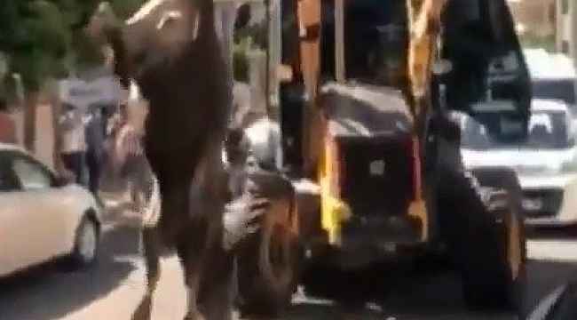 Danayı iple ayağından iş makinesine bağlayıp kesime götürdüler