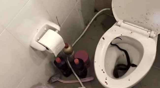 Klozetten çıkan piton, 18 yaşındaki gencin cinsel organını ısırdı