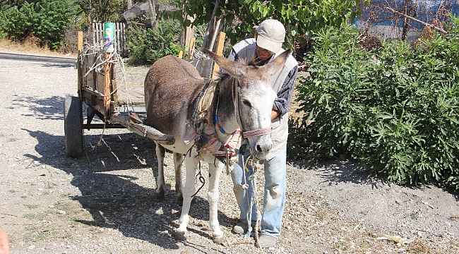 Hayatta tek sahip olduğu 'Kadife'siyle ailesini geçindiriyor