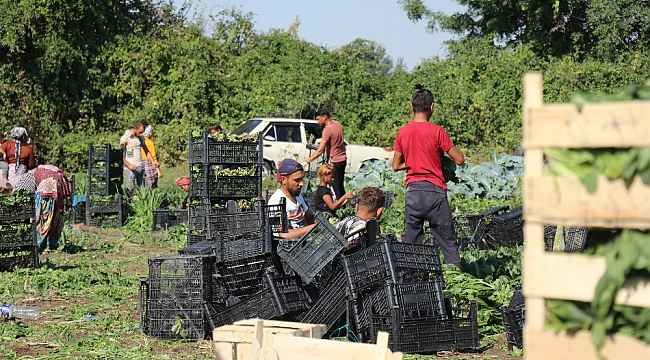 Sakarya'da ıspanak hasadı buruk başladı