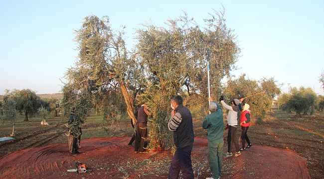 Kısıtlamadan muaf olan zeytin üreticileri hasat yaptı