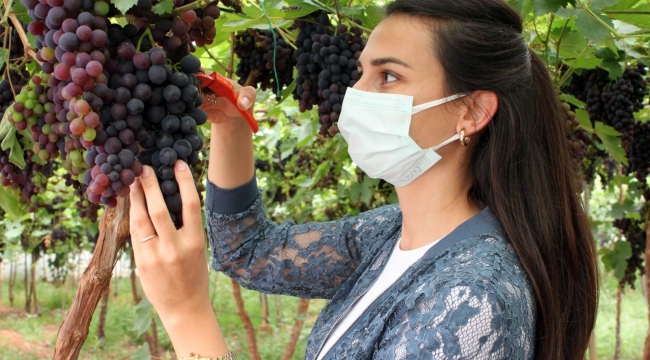 Akdeniz'in siyah incisi yüzleri güldürüyor