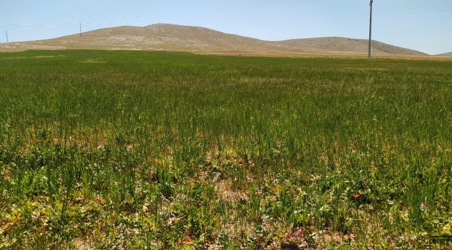 Çiftçileri kuraklık korkusu tedirgin ediyor