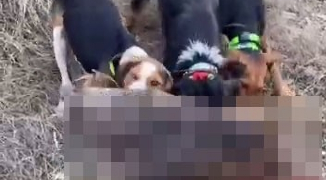 Domuz yavrusunu köpeklerine canlı canlı parçalattırdı