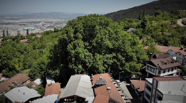 Dünyaca ünlü ulu çınar doğal güzelliğine kavuştu