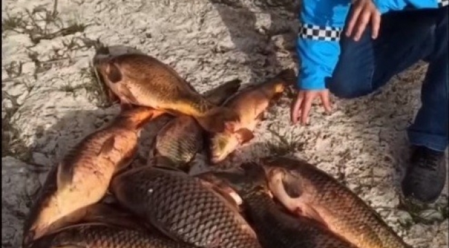 Eğirdir Gölü'nde av yasağına rağmen katliam