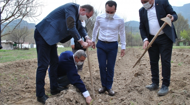 İlk kuşkonmaz fideleri toprakla buluştu