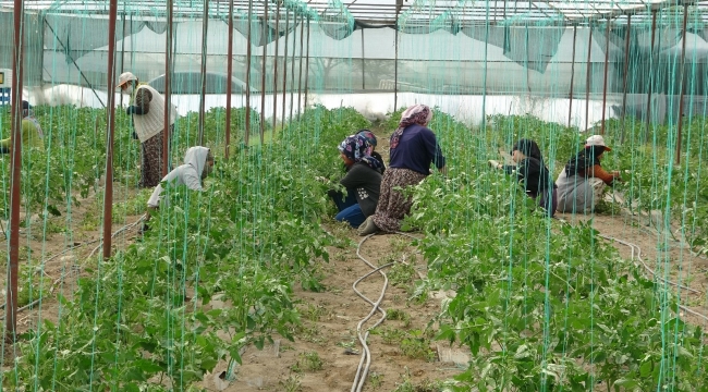Isparta'nın Deregümü köyünde 1 milyon 200 bin domates fidesi toprakla buluşuyor
