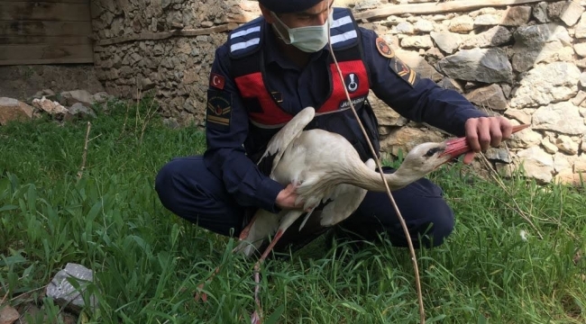 Jandarma, yaralı leyleği kurtardı
