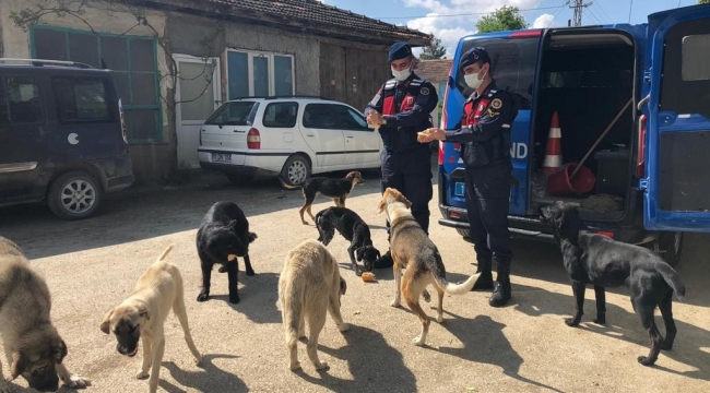 Kapanma da aç kalan sokak hayvanlarını jandarma besledi