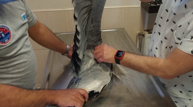 Maltepe'de yaralı turnaya anında müdahale