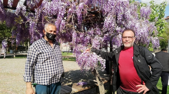 Mor salkım sümbüllerin görsel şöleni