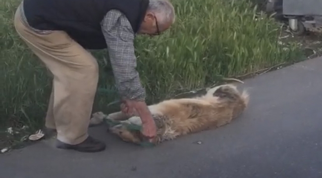 Sarıyer'de bağladığı köpeği sürükleyerek çöpe atan şahıs yakalandı