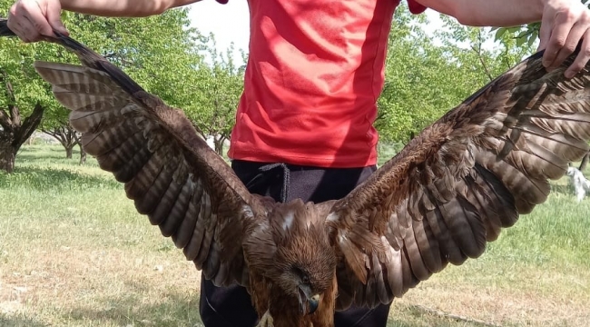 Yaralı Kartal tedavi edilmeyi bekliyor