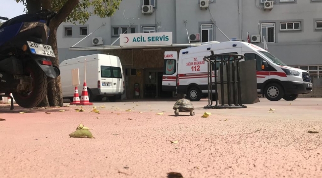 Yolu kaybeden kaplumbağa soluğu acilde aldı