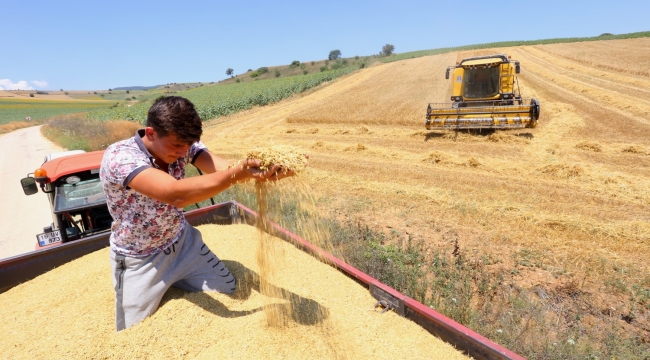 Çiftçi umudunu buğdaya bağladı - Bursa Haberleri