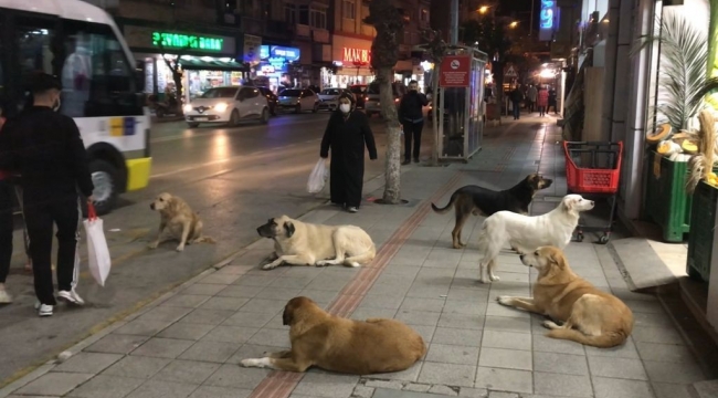 Gemlik'te sokak köpekleri tehlike saçıyor - Bursa Haberleri