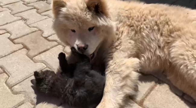 Kedi ile köpeğin dostluğu görenleri şaşırtıyor - Bursa Haberleri