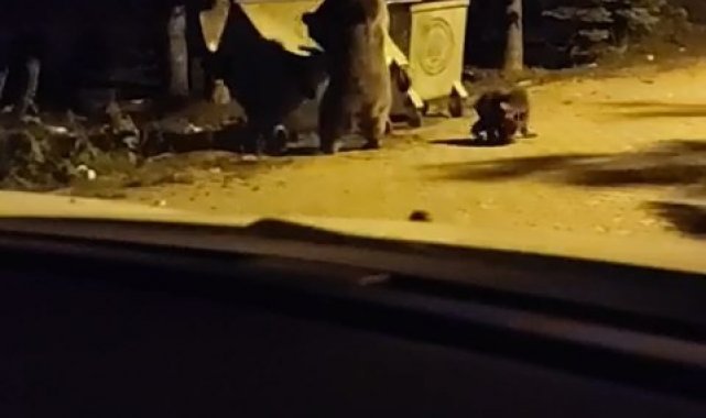 Ayının saldırısına uğradı, yüzüne ışık tuttu... Uludağ'da turistin korku dolu anları