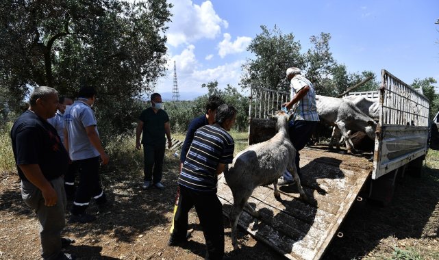 Boğalar, kurban yakalama timinden kaçamadı - Bursa Haberleri