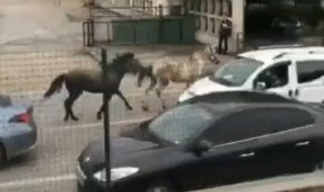 Bursa'da başıboş atlar trafiği birbirine kattı - Bursa Haberleri