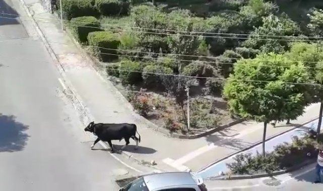 Bursa'da kurbanlık dana kaçtı, mahalleli kovaladı