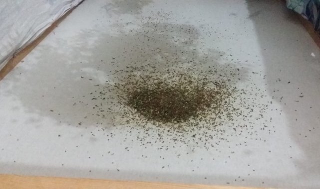Bursa'nın dağ yöresinde yaşayan kadınlar çiçek tohumu üretiyor - Bursa Haberleri