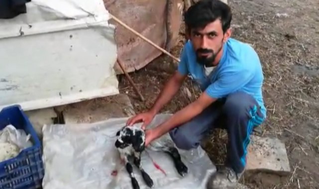 Çift başlı kuzunun sahibi konuştu: