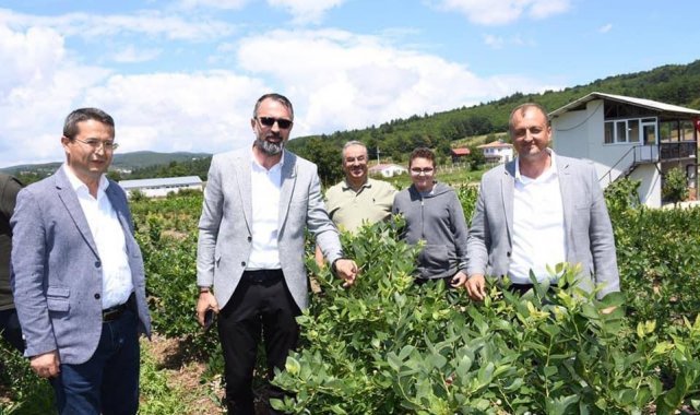 İznik'te yaban mersini festivali - Bursa Haberleri