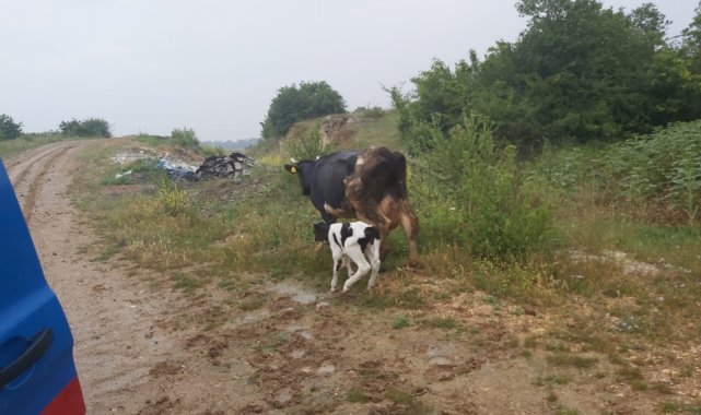 Jandarma ekipleri buldukları gebe ineği görünce şaşırdılar - Bursa Haberleri