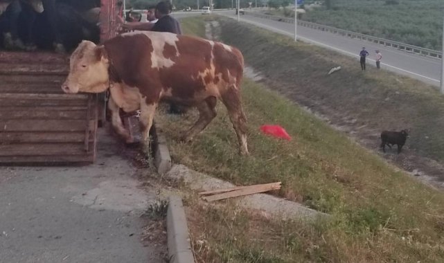 Kamyonet kasasında boğa güreşi - Bursa Haberleri