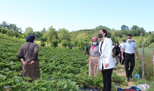 Keles'teki çilek hasadına Kaymakam eli değdi - Bursa Haberleri