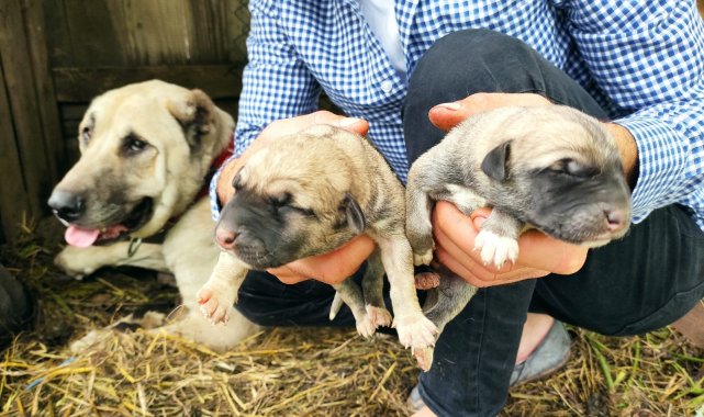 Köpeği tek seferde 'servet' doğurdu