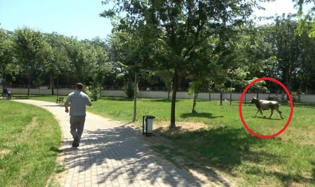 Kurbanlık düve spor tesisine girdi - Bursa Haberleri