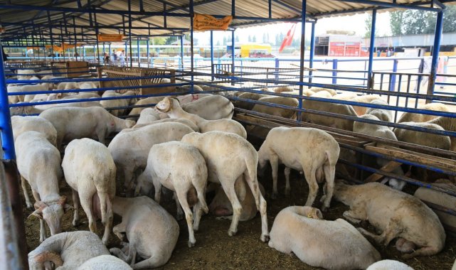 Nilüfer'de kurban kesim yerleri belirlendi - Bursa Haberleri