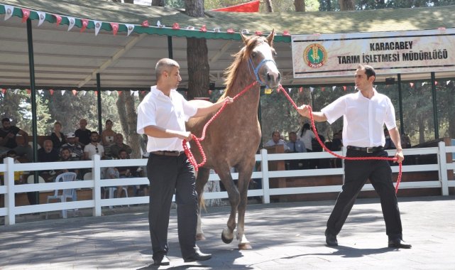 TİGEM tay satışından tek seferde 3 milyon 112 bin TL'lik gelir elde etti - Bursa Haberleri