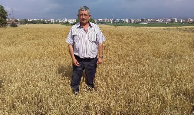 Yenişehir ovasında hasat zamanı