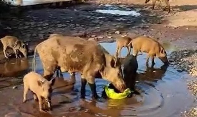 Aç kalan domuzlar sahile indi