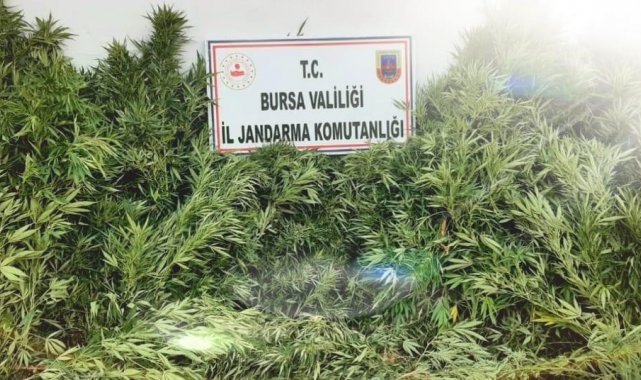 Bursa'da evin bahçesinde ekili 48 kök kenevir ele geçirildi