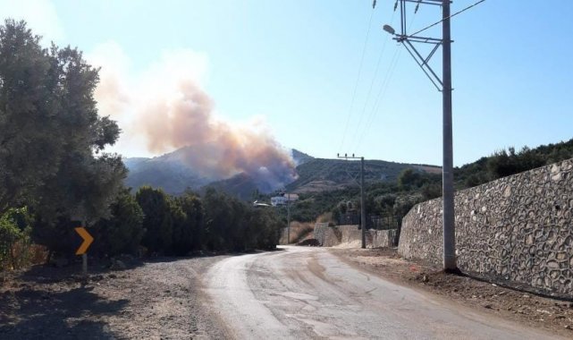 Bursa'da orman yangını