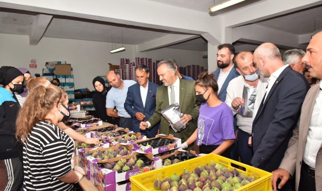 Bursa'nın siyah incisinin hasadına başlandı