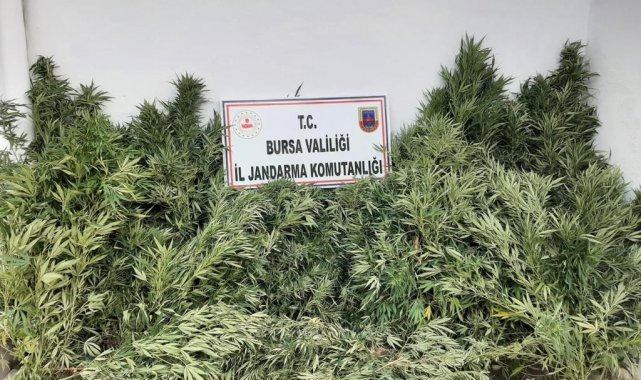 Jandarmadan bağ evine uyuşturucu operasyonu
