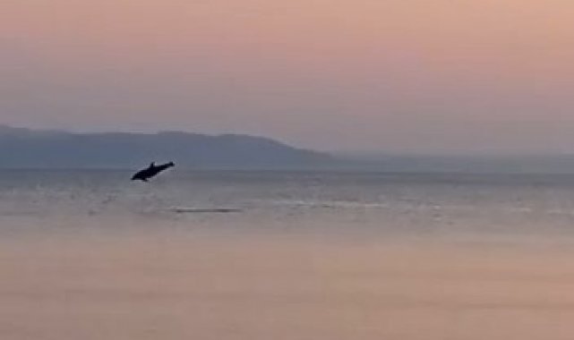 Marmara'da yunusların yaptığı geçiş izleyenleri mest etti