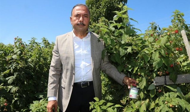 Meyve düşmanı sinekler tuzakla yakalanacak
