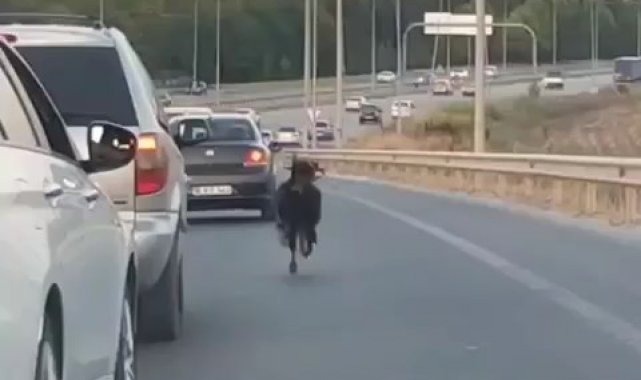 Otobana çıkan keçi, trafiği alt üst etti