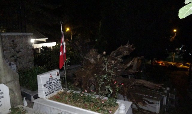Şehitlikte tarihi çınar ağacı mezarların üzerine devrildi